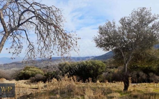 İZMİR FOÇA’DA İMAR SINIRINDA TEK TAPU SATILIK ARSA