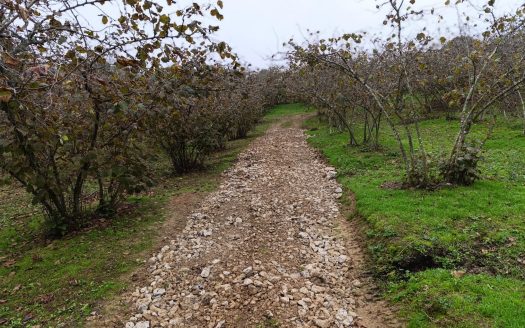 SAKARYA / FERİZLİ / BAKIRLI KÖYÜ / FINDIK TARLASI