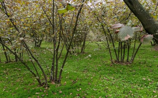 SAKARYA / FERİZLİ / BAKIRLI KÖYÜ / FINDIK TARLASI